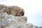 Monkey sleeping on the rock