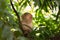 Monkey sleeping on the tree on a sunny afternoon