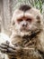 A monkey. South America. Venezuela. Angry but cute animal. Very harmful and cunning