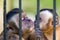 Monkey species Cebus Apella behind bars