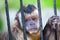 Monkey species Cebus Apella behind bars