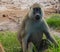 Monkey spotted in the Amboseli National Park