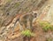 Monkey standing on top of crater on Kelimutu