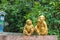 Monkey statues