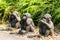 Monkey statues