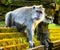 Monkey in a stone temple. Bali Island, Indonesia