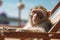 Monkey in sunglasses with cocktail lounging on beach. Generative AI