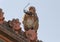 Monkey with sunglasses on roof of temple