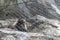 Monkey surrounded by rocks behind the chain-link fences in a zoo