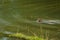 Monkey swimming in the pond . Wildlife monkey . Bokhe background . Assam Flood