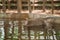 A monkey swims in a swimming pool at the monkey Park in Ubud. Monkeys in their natural habitat