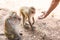 monkey taking food from human`s hand