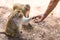 Monkey taking food from human`s hand