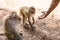 Monkey taking food from human`s hand