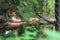 Monkey taking food from human`s hand,monkey in cage