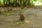 Monkey in the Taman Wisata Alam Pangandaran in Java, Indonesia