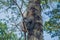 Monkey on a tree in Baluran Park in Indonesia