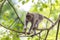 Monkey on tree branch in Ubud forest, Bali