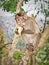 Monkey on tree eats banana