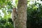 Monkey on tree in forest . Animal conservation and protecting ecosystems concept