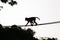 Monkey on a tree silhouette