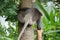 Monkey on the tree takes food from the human hand