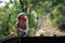 Monkey in tropical forest of Sri Lanka