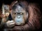 a monkey with two oranguels on its back eating from a stick