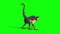 Monkey Walkcycle Side Green Screen 3D Rendering Animation