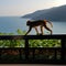 Monkey walking along a fence beside the sea