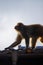 Monkey walking on a roof with its head high in a proud position