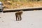 Monkey walking on street crossing road with car coming from behind