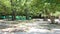 Monkey Walks on Ground among Trees in Park