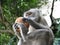 Monkey watching from a coconut perched on a tree branch.