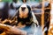 Monkey white-faced capuchin