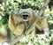 Monkey, white handed or Lar Gibbon,thailand