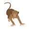 Monkey, wild animal of the jungle. Monkey, mammal primate single icon in cartoon style vector symbol stock illustration