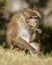 Monkey In Wild Tests Leaf For Food Source