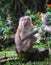 A monkey, Wildlife, Khao yai national park, Thailand