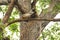 Monkey wildlife tree leaves