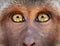Monkey yellow eyes close up - Macaca fascicularis