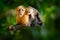 Monkey with young. Black monkey hidden in the tree branch in the dark tropical forest. White-headed Capuchin, feeding fruits.