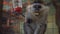 Monkey in a zoo behind the bars of the cage, eats and stares at the visitors.