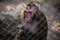 Monkey in zoo behind a metal fence