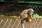 A monkey in the zoo of Salvador, Bahia, Brazil