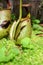 Monkeycup plant (Gen; Nepenthes)