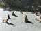 Monkeys alongside road waiting for food.