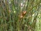 Monkeys on bamboo shoots in Royal Botanical Garden