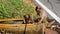 Monkeys Caught a Frog in a Bowl of Water and Play with it. Thailand