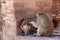 Monkeys checking for fleas and ticks at archaeological site, Phra prang Sam Yot three holy prangs.